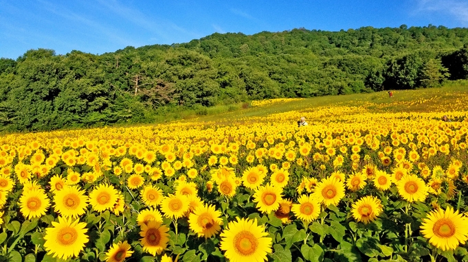 《期間限定》辺り一面のひまわり畑を見に行こう★一棟貸切＆送迎付★